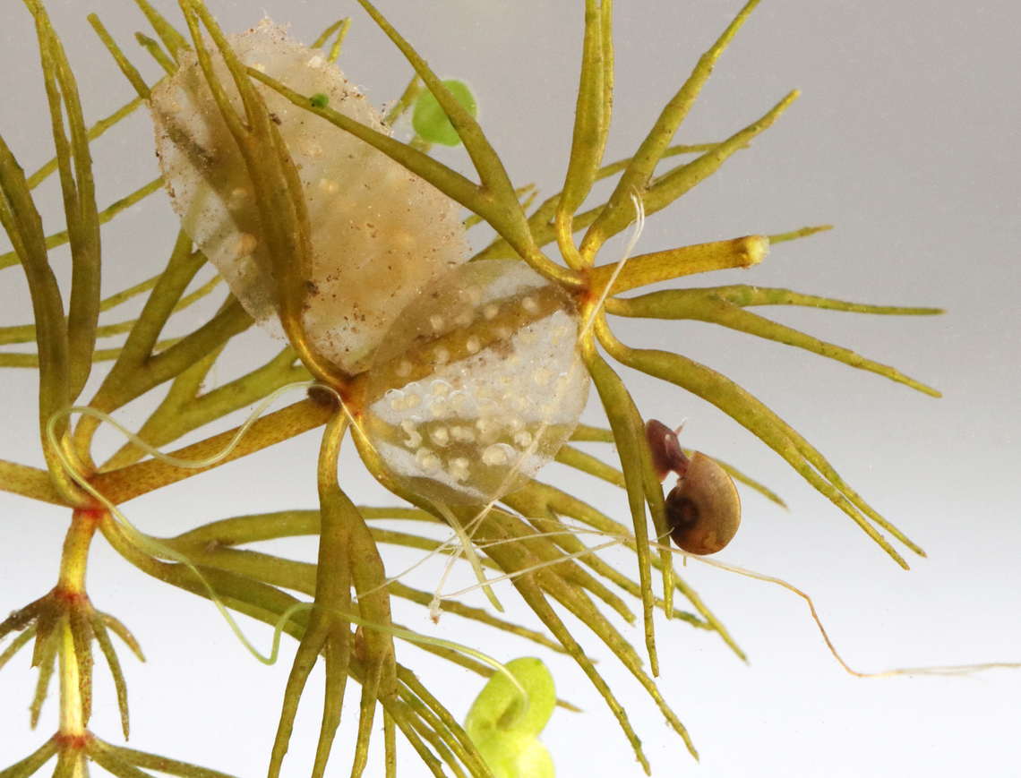Snail Eggs - Class Gastropoda Habitat: Stuck to vegetation near the edge of a pond<br />
<figure class="photo"><a href="https://www.jungledragon.com/image/128234/snail_eggs_-_class_gastropoda.html" title="Snail Eggs - Class Gastropoda"><img src="https://s3.amazonaws.com/media.jungledragon.com/images/3232/128234_thumb.jpg?AWSAccessKeyId=05GMT0V3GWVNE7GGM1R2&Expires=1767225610&Signature=XtPWLoU%2FTrZREYxFWCofBtyf2pw%3D" width="200" height="148" alt="Snail Eggs - Class Gastropoda Habitat: Stuck to vegetation near the edge of a pond<br />
https://www.jungledragon.com/image/128237/invertebrate_eggs.html Geotagged,Spring,United States" /></a></figure> Gastropoda,Geotagged,Spring,United States,aquatic life,eggs,gastropod,snail eggs