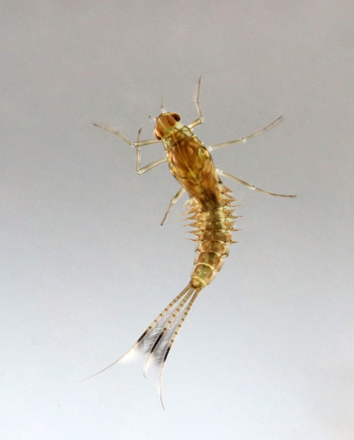 Mayfly Nymph - Ephemeroptera Habitat: Collected from a small woodland pond Ephemeroptera,Geotagged,Spring,United States,mayfly,mayfly nymph,nymph
