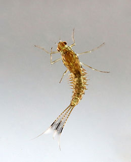Mayfly Nymph - Ephemeroptera Habitat: Collected from a small woodland pond Ephemeroptera,Geotagged,Spring,United States,mayfly,mayfly nymph,nymph