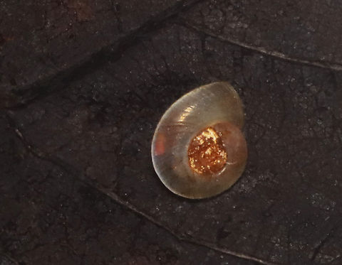 Ash Gyro - Gyraulus parvus Habitat: Collected from a small, woodland pond Gastropoda,Geotagged,Gyraulus parvus,Spring,United States,freshwater snail,gastropod,snail