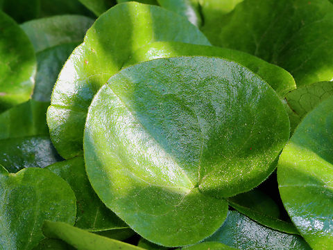 European Wild Ginger - Asarum europaeum Habitat: Cultivated in a garden Asarum,Asarum europaeum,European wild ginger,Geotagged,Spring,United States,wild ginger