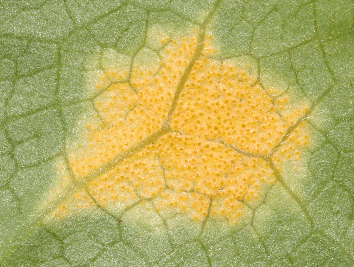 Mayapple Rust - Allodus podophylli This fungus disfigures the plant, but doesn&#039;t seem to cause any real harm.<br />
<br />
Habitat: On mayapple (Podophyllum peltatum) leaves Allodus podophylli,Geotagged,Mayapple Rust,Spring,United States