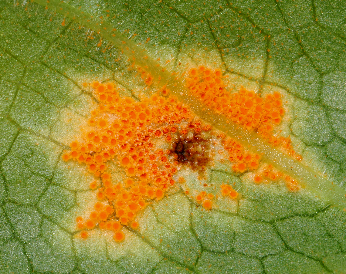 Mayapple Rust - Allodus podophylli This fungus disfigures the plant, but doesn&#039;t seem to cause any real harm.<br />
<br />
Habitat: On mayapple (Podophyllum peltatum) leaves Allodus podophylli,Geotagged,Mayapple Rust,Spring,United States