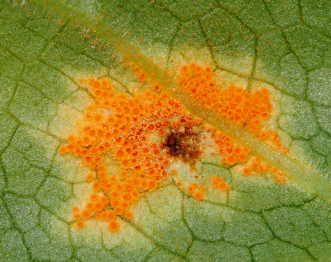 Mayapple Rust - Allodus podophylli This fungus disfigures the plant, but doesn't seem to cause any real harm.

Habitat: On mayapple (Podophyllum peltatum) leaves Allodus podophylli,Geotagged,Mayapple Rust,Spring,United States
