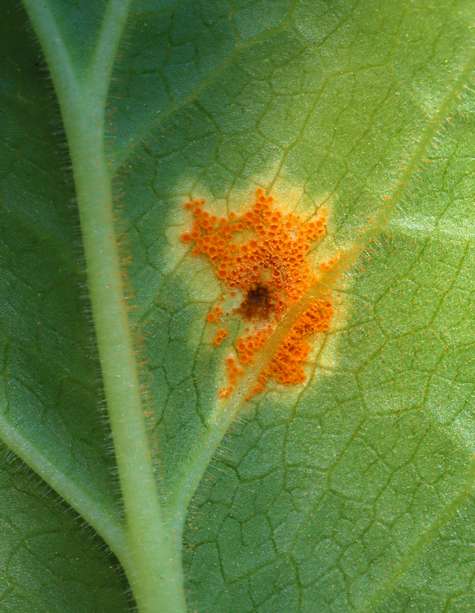 Mayapple Rust - Allodus podophylli This fungus disfigures the plant, but doesn&#039;t seem to cause any real harm.<br />
<br />
Habitat: On mayapple (Podophyllum peltatum) leaves<br />
 Allodus,Allodus podophylli,Geotagged,Mayapple Rust,Spring,United States,fungus,rust