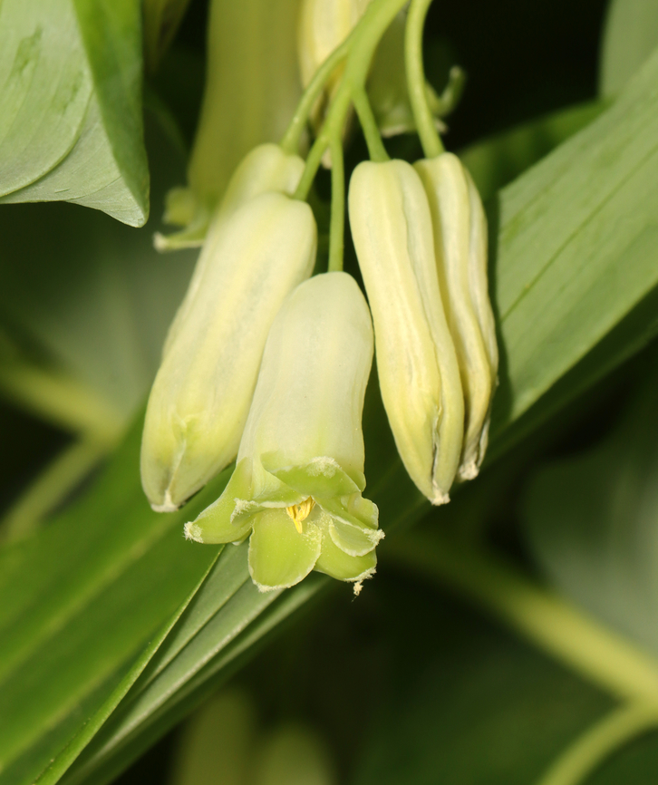 Solomon's Seal - Polygonatum multiflorum Habitat: Cultivated in a garden<br />
<figure class="photo"><a href="https://www.jungledragon.com/image/128251/solomons_seal_-_polygonatum_multiflorum.html" title="Solomon's Seal - Polygonatum multiflorum"><img src="https://s3.amazonaws.com/media.jungledragon.com/images/3232/128251_thumb.jpg?AWSAccessKeyId=05GMT0V3GWVNE7GGM1R2&Expires=1769040010&Signature=hNirwoltH4PijmURYflzMyk%2Fh98%3D" width="200" height="146" alt="Solomon's Seal - Polygonatum multiflorum Habitat: Cultivated in a garden Geotagged,Polygonatum,Polygonatum multiflorum,Solomon's seal,Spring,United States" /></a></figure> Geotagged,Polygonatum multiflorum,Solomon's seal,Spring,United States