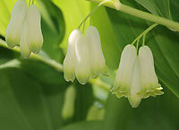 Solomon's Seal - Polygonatum multiflorum Habitat: Cultivated in a garden Geotagged,Polygonatum,Polygonatum multiflorum,Solomon's seal,Spring,United States