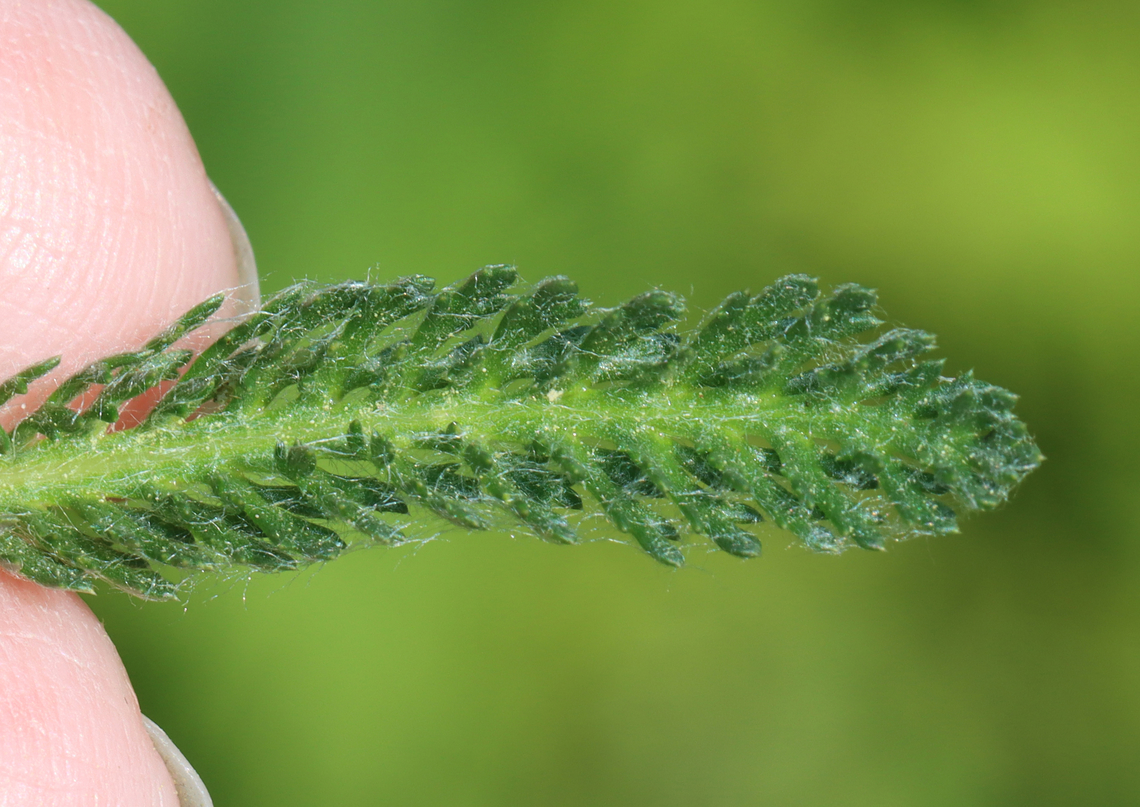 Yarrow - Achillea millefolium Habitat: Growing in a garden<br />
<figure class="photo"><a href="https://www.jungledragon.com/image/128307/yarrow_-_achillea_millefolium.html" title="Yarrow - Achillea millefolium"><img src="https://s3.amazonaws.com/media.jungledragon.com/images/3232/128307_thumb.jpg?AWSAccessKeyId=05GMT0V3GWVNE7GGM1R2&Expires=1767225610&Signature=gtgKRJfV0P7wKskiXrG0T9hkLw0%3D" width="200" height="168" alt="Yarrow - Achillea millefolium Habitat: Growing in a garden<br />
https://www.jungledragon.com/image/128306/yarrow_-_achillea_millefolium.html Achillea,Achillea millefolium,Common yarrow,Geotagged,Spring,United States,yarrow" /></a></figure> Achillea millefolium,Common yarrow,Geotagged,Spring,United States