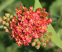 Yarrow - Achillea millefolium Habitat: Growing in a garden<br />
https://www.jungledragon.com/image/128306/yarrow_-_achillea_millefolium.html Achillea,Achillea millefolium,Common yarrow,Geotagged,Spring,United States,yarrow