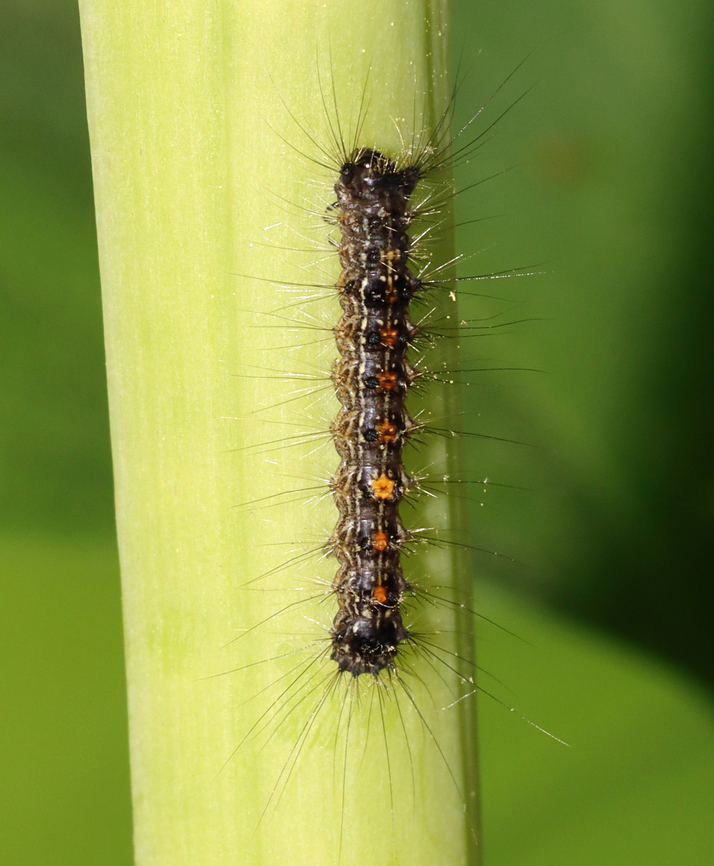Gypsy Moth Caterpillar (Lymantria dispar) The stuff of nightmares. These fuzzy beasts decimated the forest last summer. Hopefully spring rains will activate the fungus that kills them this year.<br />
<br />
Habitat: Mixed forest Geotagged,Gypsy moth,Lymantria dispar,Spring,United States,caterpillar,larva,lymantria