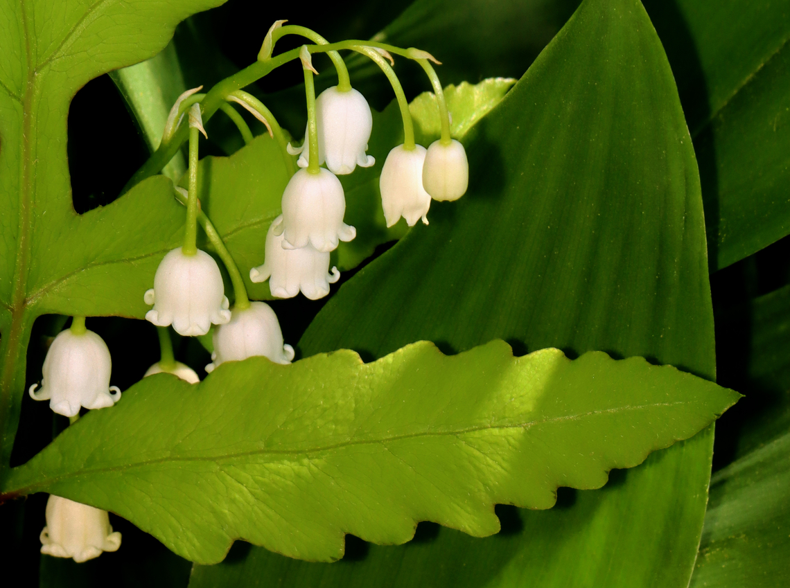 May Bells - Convallaria majalis All parts of this plant are highly poisonous. If ingested, symptoms include abdominal pain, vomiting, reduced heart rate, blurred vision, drowsiness, and red skin rashes. Approximately 38 different cardiac glycosides have been found in this species!<br />
<br />
Habitat: Garden Convallaria,Convallaria majalis,Geotagged,Lily of the valley,Spring,United States,may bells