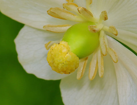 Mayapple Flower - Podophyllum peltatum Habitat: Garden
https://www.jungledragon.com/image/128315/mayapple_flower_-_podophyllum_peltatum.html Geotagged,Mayapple,Podophyllum peltatum,Spring,United States,mayapple,podophyllum