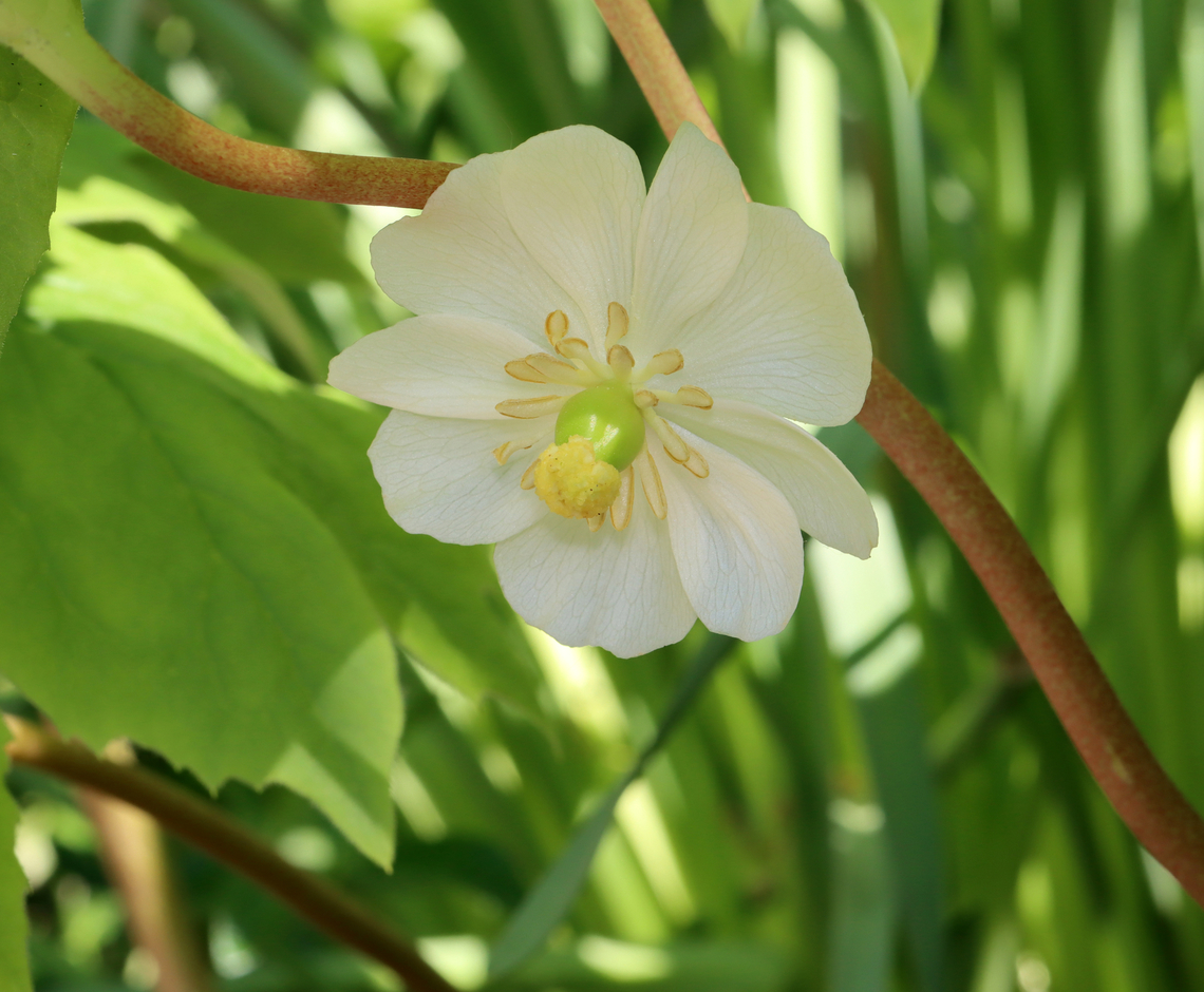 Mayapple Flower - Podophyllum peltatum Habitat: Garden<br />
<figure class="photo"><a href="https://www.jungledragon.com/image/128314/mayapple_flower_-_podophyllum_peltatum.html" title="Mayapple Flower - Podophyllum peltatum"><img src="https://s3.amazonaws.com/media.jungledragon.com/images/3232/128314_thumb.jpg?AWSAccessKeyId=05GMT0V3GWVNE7GGM1R2&Expires=1759968010&Signature=Ts4Tp8oUNKkKh5NjQJD5mN%2Bo4%2FI%3D" width="200" height="154" alt="Mayapple Flower - Podophyllum peltatum Habitat: Garden<br />
https://www.jungledragon.com/image/128315/mayapple_flower_-_podophyllum_peltatum.html Geotagged,Mayapple,Podophyllum peltatum,Spring,United States,mayapple,podophyllum" /></a></figure> Geotagged,Mayapple,Podophyllum peltatum,Spring,United States