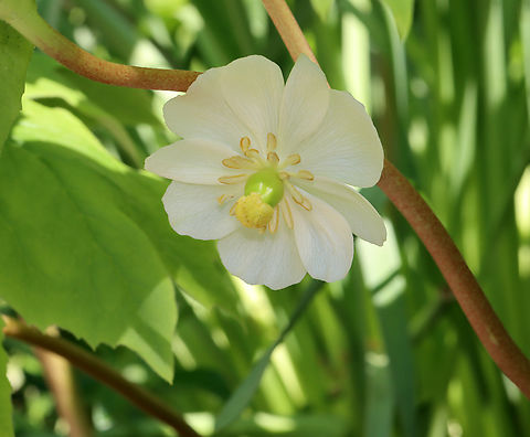 Mayapple Flower - Podophyllum peltatum Habitat: Garden
https://www.jungledragon.com/image/128314/mayapple_flower_-_podophyllum_peltatum.html Geotagged,Mayapple,Podophyllum peltatum,Spring,United States