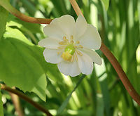 Mayapple Flower - Podophyllum peltatum Habitat: Garden<br />
https://www.jungledragon.com/image/128314/mayapple_flower_-_podophyllum_peltatum.html Geotagged,Mayapple,Podophyllum peltatum,Spring,United States
