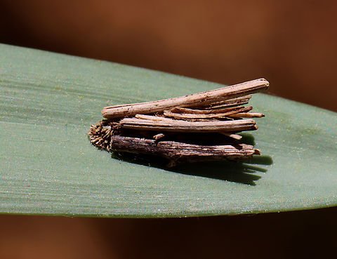 Common Bagworm Moth Case - Psyche casta Bagworms are not really worms, but are caterpillars - they are the immature stage of a moth. They're called "bagworms" because they construct bags/cases that are covered with pieces of twigs and/or leaves. The caterpillars feed by sticking their heads out of the top of the bag and chewing on nearby leaves or lichens. They live in these bags until they pupate (also inside the bag). 

Males emerge a little earlier than females, leaving their bag and flying off in search of a mate. Females emerge eyeless, wingless, and legless! So, she remains in her bag, but emits a pheromone to alert males of her presence. Males locate the females and mate. Once mated, a female lays eggs and dies, leaving a bag full of eggs that will hatch the following spring. In some species, the larvae eat their way out of the mother -- before she dies.

Habitat: Deciduous forest Common Bagworm Moth,Geotagged,Psyche,Psyche casta,Spring,United States,bagworm,bagworm case
