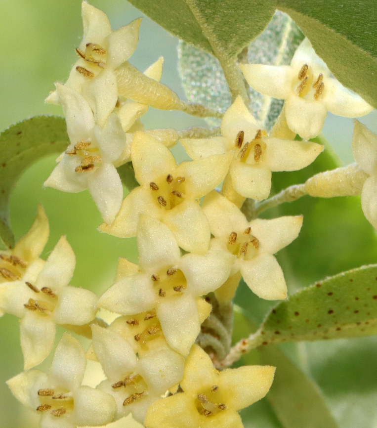 Autumn Olive - Elaeagnus umbellata Tall plant with clusters of 1-7 pale yellow flowers. It has become naturalized in the United States, but is considered an invasive species.<br />
<br />
Habitat: Meadow/forest edge<br />
<figure class="photo"><a href="https://www.jungledragon.com/image/128344/autumn_olive_-_elaeagnus_umbellata.html" title="Autumn Olive - Elaeagnus umbellata"><img src="https://s3.amazonaws.com/media.jungledragon.com/images/3232/128344_thumb.jpg?AWSAccessKeyId=05GMT0V3GWVNE7GGM1R2&Expires=1763596810&Signature=Uu4s8tnAu0Q5d3HhwAGhHC2lXYs%3D" width="134" height="152" alt="Autumn Olive - Elaeagnus umbellata Tall plant with clusters of 1-7 pale yellow flowers. It has become naturalized in the United States, but is considered an invasive species.<br />
<br />
Habitat: Meadow/forest edge<br />
https://www.jungledragon.com/image/128344/autumn_olive_-_elaeagnus_umbellata.html<br />
https://www.jungledragon.com/image/128346/autumn_olive_-_elaeagnus_umbellata.html<br />
https://www.jungledragon.com/image/128345/autumn_olive_-_elaeagnus_umbellata.html Autumn olive,Elaeagnus,Elaeagnus umbellata,Geotagged,Spring,United States" /></a></figure><br />
<figure class="photo"><a href="https://www.jungledragon.com/image/128346/autumn_olive_-_elaeagnus_umbellata.html" title="Autumn Olive - Elaeagnus umbellata"><img src="https://s3.amazonaws.com/media.jungledragon.com/images/3232/128346_thumb.jpg?AWSAccessKeyId=05GMT0V3GWVNE7GGM1R2&Expires=1763596810&Signature=6WRwygyqsq5fz%2B0QZ7nXseWZoqg%3D" width="200" height="142" alt="Autumn Olive - Elaeagnus umbellata Tall plant with clusters of 1-7 pale yellow flowers. It has become naturalized in the United States, but is considered an invasive species.<br />
<br />
Habitat: Meadow/forest edge<br />
https://www.jungledragon.com/image/128344/autumn_olive_-_elaeagnus_umbellata.html<br />
https://www.jungledragon.com/image/128346/autumn_olive_-_elaeagnus_umbellata.html<br />
https://www.jungledragon.com/image/128345/autumn_olive_-_elaeagnus_umbellata.html Autumn olive,Elaeagnus umbellata,Geotagged,Spring,United States" /></a></figure><br />
<figure class="photo"><a href="https://www.jungledragon.com/image/128345/autumn_olive_-_elaeagnus_umbellata.html" title="Autumn Olive - Elaeagnus umbellata"><img src="https://s3.amazonaws.com/media.jungledragon.com/images/3232/128345_thumb.jpg?AWSAccessKeyId=05GMT0V3GWVNE7GGM1R2&Expires=1763596810&Signature=e5dHlZeHZqZ09MYsiGIy1ZkOEfQ%3D" width="200" height="150" alt="Autumn Olive - Elaeagnus umbellata Tall plant with clusters of 1-7 pale yellow flowers. It has become naturalized in the United States, but is considered an invasive species.<br />
<br />
Habitat: Meadow/forest edge<br />
https://www.jungledragon.com/image/128344/autumn_olive_-_elaeagnus_umbellata.html<br />
https://www.jungledragon.com/image/128346/autumn_olive_-_elaeagnus_umbellata.html<br />
https://www.jungledragon.com/image/128345/autumn_olive_-_elaeagnus_umbellata.html Autumn olive,Elaeagnus umbellata,Geotagged,Spring,United States" /></a></figure> Autumn olive,Elaeagnus,Elaeagnus umbellata,Geotagged,Spring,United States