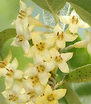 Autumn Olive - Elaeagnus umbellata Tall plant with clusters of 1-7 pale yellow flowers. It has become naturalized in the United States, but is considered an invasive species.<br />
<br />
Habitat: Meadow/forest edge<br />
https://www.jungledragon.com/image/128344/autumn_olive_-_elaeagnus_umbellata.html<br />
https://www.jungledragon.com/image/128346/autumn_olive_-_elaeagnus_umbellata.html<br />
https://www.jungledragon.com/image/128345/autumn_olive_-_elaeagnus_umbellata.html Autumn olive,Elaeagnus,Elaeagnus umbellata,Geotagged,Spring,United States
