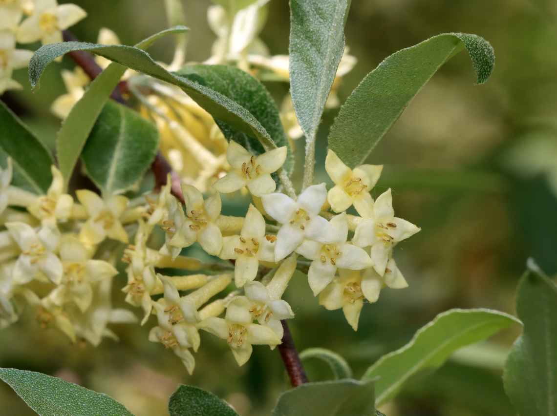 Autumn Olive - Elaeagnus umbellata Tall plant with clusters of 1-7 pale yellow flowers. It has become naturalized in the United States, but is considered an invasive species.<br />
<br />
Habitat: Meadow/forest edge<br />
<figure class="photo"><a href="https://www.jungledragon.com/image/128344/autumn_olive_-_elaeagnus_umbellata.html" title="Autumn Olive - Elaeagnus umbellata"><img src="https://s3.amazonaws.com/media.jungledragon.com/images/3232/128344_thumb.jpg?AWSAccessKeyId=05GMT0V3GWVNE7GGM1R2&Expires=1759968010&Signature=QQTCz6o94qcOfHikK1HfTgMjYzk%3D" width="134" height="152" alt="Autumn Olive - Elaeagnus umbellata Tall plant with clusters of 1-7 pale yellow flowers. It has become naturalized in the United States, but is considered an invasive species.<br />
<br />
Habitat: Meadow/forest edge<br />
https://www.jungledragon.com/image/128344/autumn_olive_-_elaeagnus_umbellata.html<br />
https://www.jungledragon.com/image/128346/autumn_olive_-_elaeagnus_umbellata.html<br />
https://www.jungledragon.com/image/128345/autumn_olive_-_elaeagnus_umbellata.html Autumn olive,Elaeagnus,Elaeagnus umbellata,Geotagged,Spring,United States" /></a></figure><br />
<figure class="photo"><a href="https://www.jungledragon.com/image/128346/autumn_olive_-_elaeagnus_umbellata.html" title="Autumn Olive - Elaeagnus umbellata"><img src="https://s3.amazonaws.com/media.jungledragon.com/images/3232/128346_thumb.jpg?AWSAccessKeyId=05GMT0V3GWVNE7GGM1R2&Expires=1759968010&Signature=YN0XAX4x%2FP0OaSmfjQH3tA0Xs0U%3D" width="200" height="142" alt="Autumn Olive - Elaeagnus umbellata Tall plant with clusters of 1-7 pale yellow flowers. It has become naturalized in the United States, but is considered an invasive species.<br />
<br />
Habitat: Meadow/forest edge<br />
https://www.jungledragon.com/image/128344/autumn_olive_-_elaeagnus_umbellata.html<br />
https://www.jungledragon.com/image/128346/autumn_olive_-_elaeagnus_umbellata.html<br />
https://www.jungledragon.com/image/128345/autumn_olive_-_elaeagnus_umbellata.html Autumn olive,Elaeagnus umbellata,Geotagged,Spring,United States" /></a></figure><br />
<figure class="photo"><a href="https://www.jungledragon.com/image/128345/autumn_olive_-_elaeagnus_umbellata.html" title="Autumn Olive - Elaeagnus umbellata"><img src="https://s3.amazonaws.com/media.jungledragon.com/images/3232/128345_thumb.jpg?AWSAccessKeyId=05GMT0V3GWVNE7GGM1R2&Expires=1759968010&Signature=XLbxVUoHBBu5ttD3pcKvRbtJtQ8%3D" width="200" height="150" alt="Autumn Olive - Elaeagnus umbellata Tall plant with clusters of 1-7 pale yellow flowers. It has become naturalized in the United States, but is considered an invasive species.<br />
<br />
Habitat: Meadow/forest edge<br />
https://www.jungledragon.com/image/128344/autumn_olive_-_elaeagnus_umbellata.html<br />
https://www.jungledragon.com/image/128346/autumn_olive_-_elaeagnus_umbellata.html<br />
https://www.jungledragon.com/image/128345/autumn_olive_-_elaeagnus_umbellata.html Autumn olive,Elaeagnus umbellata,Geotagged,Spring,United States" /></a></figure> Autumn olive,Elaeagnus umbellata,Geotagged,Spring,United States