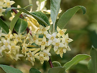 Autumn Olive - Elaeagnus umbellata Tall plant with clusters of 1-7 pale yellow flowers. It has become naturalized in the United States, but is considered an invasive species.<br />
<br />
Habitat: Meadow/forest edge<br />
https://www.jungledragon.com/image/128344/autumn_olive_-_elaeagnus_umbellata.html<br />
https://www.jungledragon.com/image/128346/autumn_olive_-_elaeagnus_umbellata.html<br />
https://www.jungledragon.com/image/128345/autumn_olive_-_elaeagnus_umbellata.html Autumn olive,Elaeagnus umbellata,Geotagged,Spring,United States