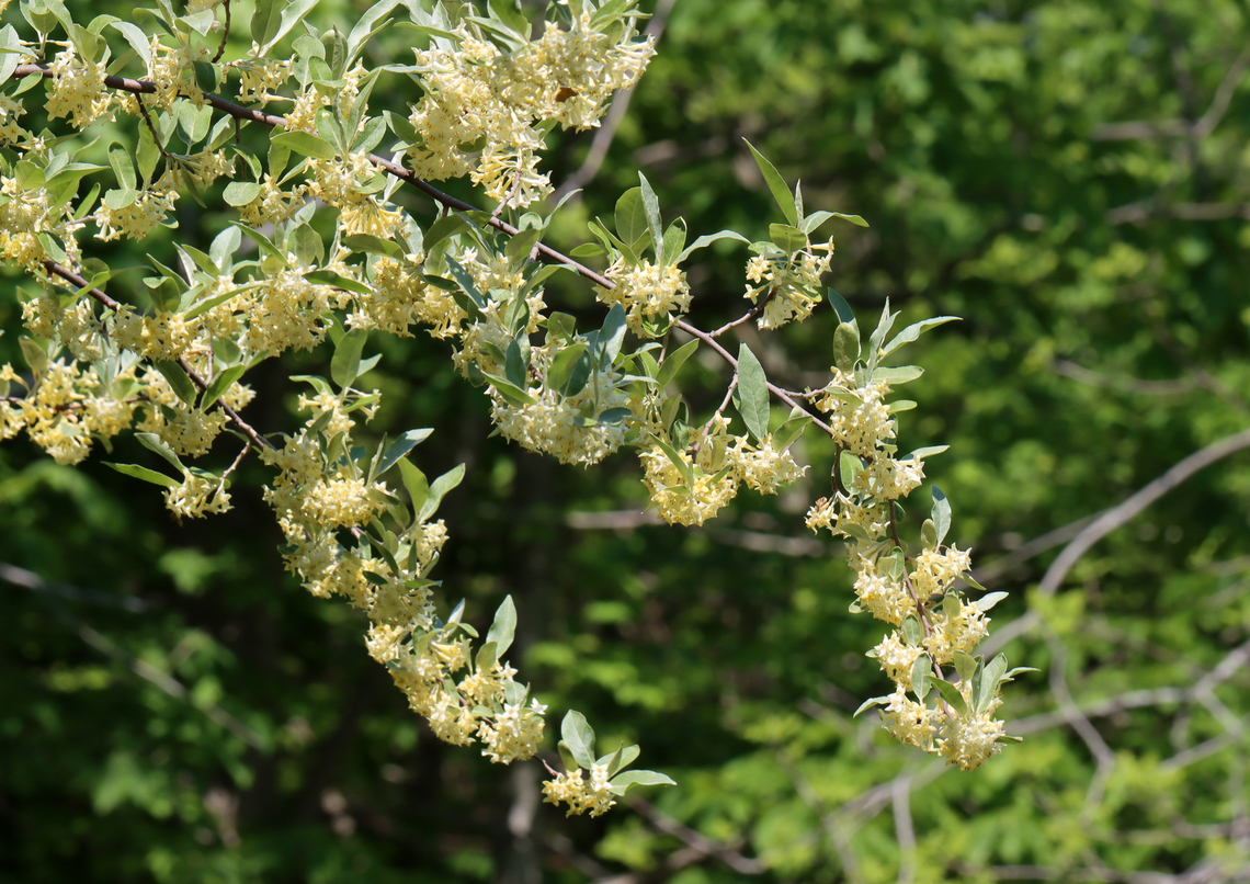 Autumn Olive - Elaeagnus umbellata Tall plant with clusters of 1-7 pale yellow flowers. It has become naturalized in the United States, but is considered an invasive species.<br />
<br />
Habitat: Meadow/forest edge<br />
<figure class="photo"><a href="https://www.jungledragon.com/image/128344/autumn_olive_-_elaeagnus_umbellata.html" title="Autumn Olive - Elaeagnus umbellata"><img src="https://s3.amazonaws.com/media.jungledragon.com/images/3232/128344_thumb.jpg?AWSAccessKeyId=05GMT0V3GWVNE7GGM1R2&Expires=1759968010&Signature=QQTCz6o94qcOfHikK1HfTgMjYzk%3D" width="134" height="152" alt="Autumn Olive - Elaeagnus umbellata Tall plant with clusters of 1-7 pale yellow flowers. It has become naturalized in the United States, but is considered an invasive species.<br />
<br />
Habitat: Meadow/forest edge<br />
https://www.jungledragon.com/image/128344/autumn_olive_-_elaeagnus_umbellata.html<br />
https://www.jungledragon.com/image/128346/autumn_olive_-_elaeagnus_umbellata.html<br />
https://www.jungledragon.com/image/128345/autumn_olive_-_elaeagnus_umbellata.html Autumn olive,Elaeagnus,Elaeagnus umbellata,Geotagged,Spring,United States" /></a></figure><br />
<figure class="photo"><a href="https://www.jungledragon.com/image/128346/autumn_olive_-_elaeagnus_umbellata.html" title="Autumn Olive - Elaeagnus umbellata"><img src="https://s3.amazonaws.com/media.jungledragon.com/images/3232/128346_thumb.jpg?AWSAccessKeyId=05GMT0V3GWVNE7GGM1R2&Expires=1759968010&Signature=YN0XAX4x%2FP0OaSmfjQH3tA0Xs0U%3D" width="200" height="142" alt="Autumn Olive - Elaeagnus umbellata Tall plant with clusters of 1-7 pale yellow flowers. It has become naturalized in the United States, but is considered an invasive species.<br />
<br />
Habitat: Meadow/forest edge<br />
https://www.jungledragon.com/image/128344/autumn_olive_-_elaeagnus_umbellata.html<br />
https://www.jungledragon.com/image/128346/autumn_olive_-_elaeagnus_umbellata.html<br />
https://www.jungledragon.com/image/128345/autumn_olive_-_elaeagnus_umbellata.html Autumn olive,Elaeagnus umbellata,Geotagged,Spring,United States" /></a></figure><br />
<figure class="photo"><a href="https://www.jungledragon.com/image/128345/autumn_olive_-_elaeagnus_umbellata.html" title="Autumn Olive - Elaeagnus umbellata"><img src="https://s3.amazonaws.com/media.jungledragon.com/images/3232/128345_thumb.jpg?AWSAccessKeyId=05GMT0V3GWVNE7GGM1R2&Expires=1759968010&Signature=XLbxVUoHBBu5ttD3pcKvRbtJtQ8%3D" width="200" height="150" alt="Autumn Olive - Elaeagnus umbellata Tall plant with clusters of 1-7 pale yellow flowers. It has become naturalized in the United States, but is considered an invasive species.<br />
<br />
Habitat: Meadow/forest edge<br />
https://www.jungledragon.com/image/128344/autumn_olive_-_elaeagnus_umbellata.html<br />
https://www.jungledragon.com/image/128346/autumn_olive_-_elaeagnus_umbellata.html<br />
https://www.jungledragon.com/image/128345/autumn_olive_-_elaeagnus_umbellata.html Autumn olive,Elaeagnus umbellata,Geotagged,Spring,United States" /></a></figure> Autumn olive,Elaeagnus umbellata,Geotagged,Spring,United States
