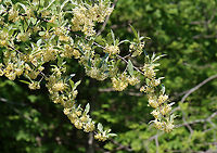Autumn Olive - Elaeagnus umbellata Tall plant with clusters of 1-7 pale yellow flowers. It has become naturalized in the United States, but is considered an invasive species.<br />
<br />
Habitat: Meadow/forest edge<br />
https://www.jungledragon.com/image/128344/autumn_olive_-_elaeagnus_umbellata.html<br />
https://www.jungledragon.com/image/128346/autumn_olive_-_elaeagnus_umbellata.html<br />
https://www.jungledragon.com/image/128345/autumn_olive_-_elaeagnus_umbellata.html Autumn olive,Elaeagnus umbellata,Geotagged,Spring,United States