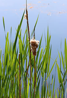 Broadleaf Cattail - Typha latifolia Cattails have long, sword-like leaves that grow directly out of the rhizomes. The flowers grow from a central stalk with the male and female parts separate at the top of the stalk. The male part at the top pollinates the female part below it, after which the female part produces thousands of fluffy seeds (which look like a hot dog). the pollen-bearing male part falls away once the pollen is spent. The old seed heads (female part) often overwinter, persisting until new flower heads grow.

Habitat: Pond's edge Broadleaf cattail,Geotagged,Spring,Typha latifolia,United States,cattail,supermarket of the swamp,typha