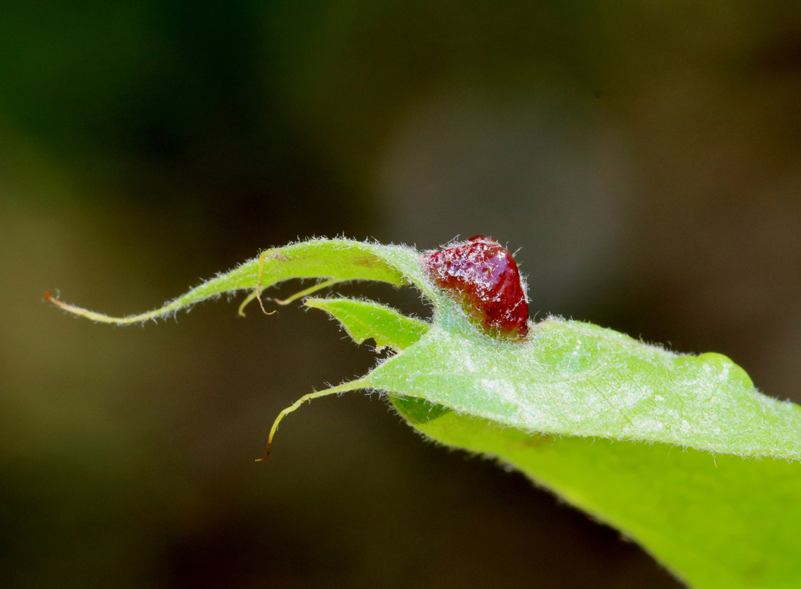 Vein Pocket Galls - Macrodiplosis majalis Habitat: oak leaf (Quercus sp.) Geotagged,Macrodiplosis,Macrodiplosis majalis,Spring,United States,galls,pocket galls,vein pocket galls