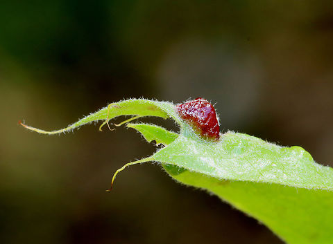 Vein Pocket Galls - Macrodiplosis majalis Habitat: oak leaf (Quercus sp.) Geotagged,Macrodiplosis,Macrodiplosis majalis,Spring,United States,galls,pocket galls,vein pocket galls