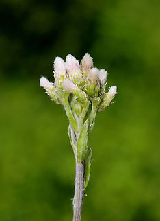 Pussytoes - Antennaria sp. Maybe Antennaria neglecta.

Habitat: Meadow Antennaria,Geotagged,Pussytoes,Spring,United States
