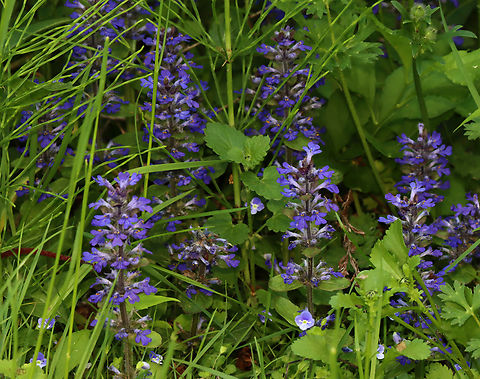 Bugleweed - Ajuga reptans Whorls of purple flowers growing off a single stalk.

Habitat: Growing in a deciduous forest/meadow edge
https://www.jungledragon.com/image/128362/bugleweed_-_ajuga_reptans.html Ajuga,Ajuga reptans,Common bugle,Geotagged,Spring,United States