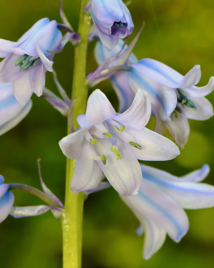 Spanish Bluebells - Hyacinthoides hispanica Pale blue-purple flowers that are conical or bell-shaped. The flowers have spread out tips, which hang when in bloom. Flowers are on short stalks and are located on all sides of the stem. Each plant has 4-8 oblong leaves. The flowers have almost no scent.<br />
<br />
Spanish Bluebells are an invasive species that spreads rapidly and can aggressively compete with native spring-blooming wildflowers. Recommendation from the US National Park Service is to dig them out (and all roots) while they are in leaf because the bulbs are almost impossible to find when the plant is dormant.<br />
<br />
Habitat: Deciduous forest Geotagged,Hyacinthoides,Hyacinthoides hispanica,Spanish bluebell,Spring,United States,bluebells