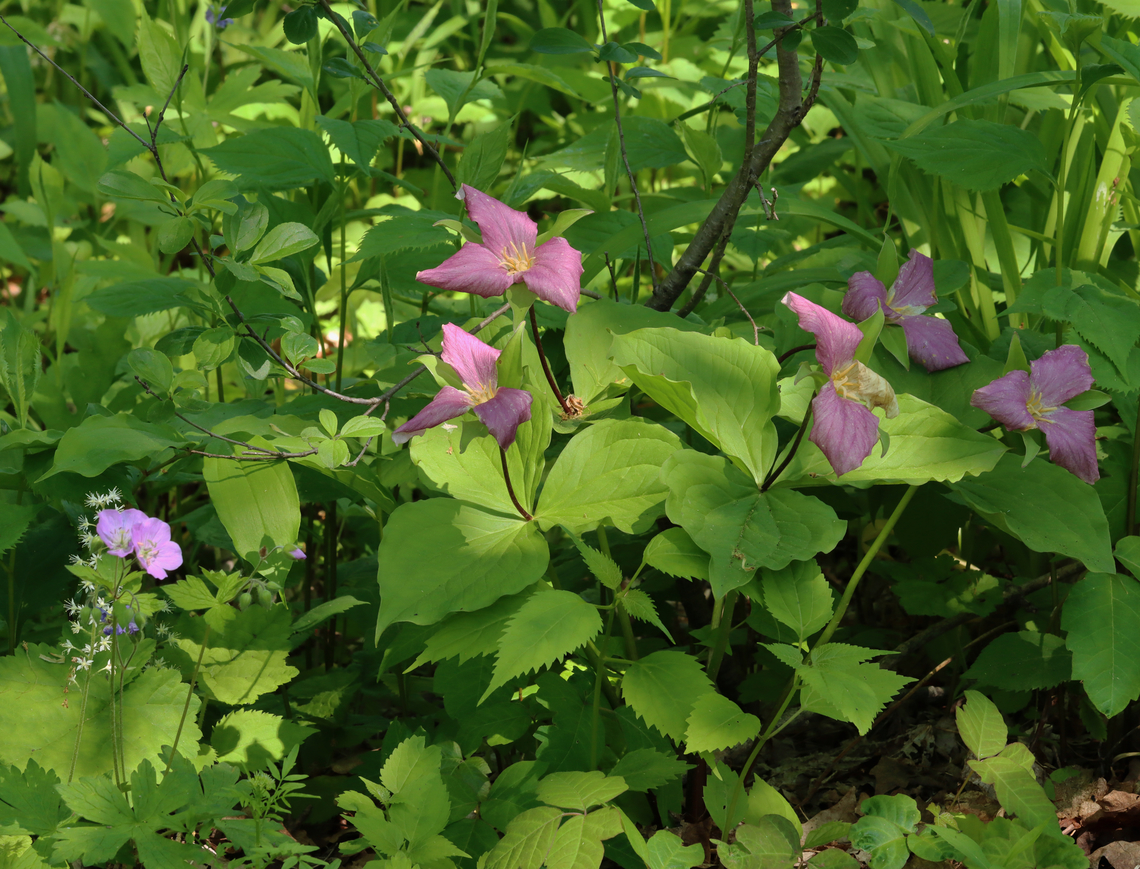 Great White Trillium - Trillium grandiflorum Great white trillium often turns pink with age.<br />
<br />
Habitat: Deciduous forest Geotagged,Great white trillium,Spring,Trillium,Trillium grandiflorum,United States