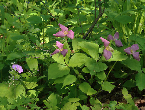 Great White Trillium - Trillium grandiflorum Great white trillium often turns pink with age.

Habitat: Deciduous forest Geotagged,Great white trillium,Spring,Trillium,Trillium grandiflorum,United States