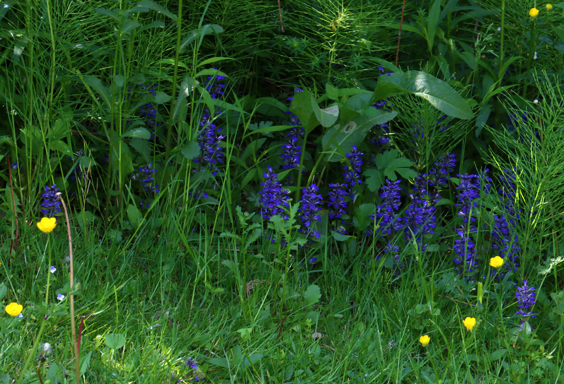 Bugleweed - Ajuga reptans Whorls of purple flowers growing off a single stalk.<br />
<br />
Habitat: Growing in a deciduous forest/meadow edge<br />
<figure class="photo"><a href="https://www.jungledragon.com/image/128359/bugleweed_-_ajuga_reptans.html" title="Bugleweed - Ajuga reptans"><img src="https://s3.amazonaws.com/media.jungledragon.com/images/3232/128359_thumb.jpg?AWSAccessKeyId=05GMT0V3GWVNE7GGM1R2&Expires=1759968010&Signature=78gO4MVlK9zlCD77gdCYZq6Eb2o%3D" width="200" height="158" alt="Bugleweed - Ajuga reptans Whorls of purple flowers growing off a single stalk.<br />
<br />
Habitat: Growing in a deciduous forest/meadow edge<br />
https://www.jungledragon.com/image/128362/bugleweed_-_ajuga_reptans.html Ajuga,Ajuga reptans,Common bugle,Geotagged,Spring,United States" /></a></figure> Ajuga reptans,Common bugle,Geotagged,Spring,United States