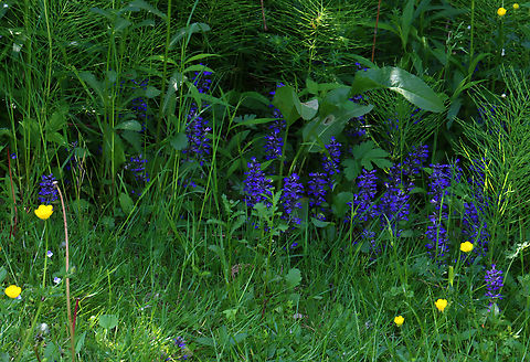 Bugleweed - Ajuga reptans Whorls of purple flowers growing off a single stalk.

Habitat: Growing in a deciduous forest/meadow edge
https://www.jungledragon.com/image/128359/bugleweed_-_ajuga_reptans.html Ajuga reptans,Common bugle,Geotagged,Spring,United States