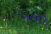 Bugleweed - Ajuga reptans Whorls of purple flowers growing off a single stalk.<br />
<br />
Habitat: Growing in a deciduous forest/meadow edge<br />
https://www.jungledragon.com/image/128359/bugleweed_-_ajuga_reptans.html Ajuga reptans,Common bugle,Geotagged,Spring,United States