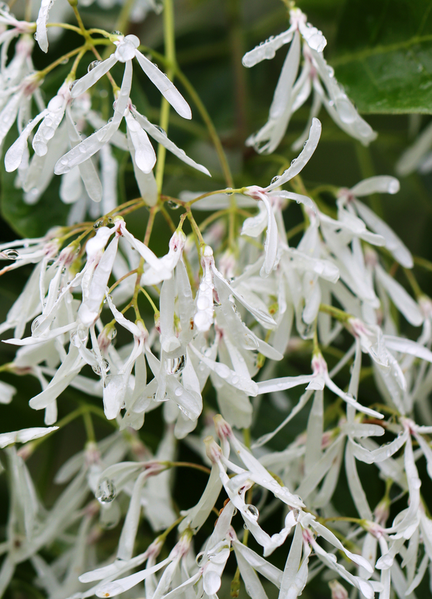 White Fringetree - Chionanthus virginicus *Tentative ID -- it also looks a lot like Chionanthus retusus.<br />
<br />
Habitat: Deciduous forest (possibly planted?) Chionanthus,Chionanthus virginicus,Geotagged,Spring,United States,White Fringetree,fringetree
