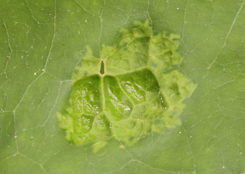 Oak Leaf Blister Disease - Taphrina caerulescens An obligate parasite of oak (Quercus sp.)

Habitat: Oak leaves
https://www.jungledragon.com/image/128366/oak_leaf_blister_disease_-_taphrina_caerulescens.html
https://www.jungledragon.com/image/128369/oak_leaf_blister_disease_-_taphrina_caerulescens.html
https://www.jungledragon.com/image/128368/oak_leaf_blister_disease_-_taphrina_caerulescens.html
https://www.jungledragon.com/image/128367/oak_leaf_blister_disease_-_taphrina_caerulescens.html Geotagged,Oak Leaf Blister,Spring,Taphrina caerulescens,United States