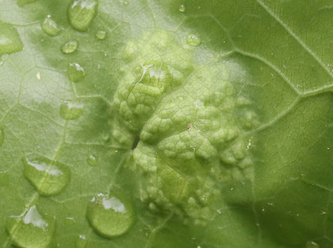 Oak Leaf Blister Disease - Taphrina caerulescens An obligate parasite of oak (Quercus sp.)

Habitat: Oak leaves

https://www.jungledragon.com/image/128366/oak_leaf_blister_disease_-_taphrina_caerulescens.html
https://www.jungledragon.com/image/128369/oak_leaf_blister_disease_-_taphrina_caerulescens.html
https://www.jungledragon.com/image/128368/oak_leaf_blister_disease_-_taphrina_caerulescens.html
https://www.jungledragon.com/image/128367/oak_leaf_blister_disease_-_taphrina_caerulescens.html Geotagged,Oak Leaf Blister,Spring,Taphrina caerulescens,United States
