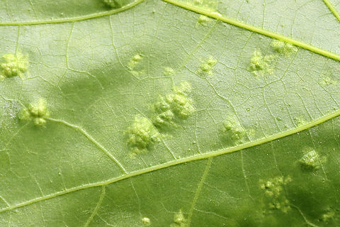 Oak Leaf Blister Disease - Taphrina caerulescens An obligate parasite of oak (Quercus sp.)

Habitat: Oak leaves

https://www.jungledragon.com/image/128366/oak_leaf_blister_disease_-_taphrina_caerulescens.html
https://www.jungledragon.com/image/128369/oak_leaf_blister_disease_-_taphrina_caerulescens.html
https://www.jungledragon.com/image/128368/oak_leaf_blister_disease_-_taphrina_caerulescens.html
https://www.jungledragon.com/image/128367/oak_leaf_blister_disease_-_taphrina_caerulescens.html Geotagged,Oak Leaf Blister,Spring,Taphrina caerulescens,United States,blister fungus,fungus,plant pathogen,taphrina