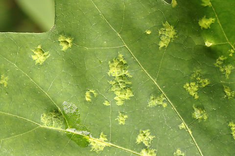 Oak Leaf Blister Disease - Taphrina caerulescens An obligate parasite of oak (Quercus sp.)

Habitat: Oak leaves

https://www.jungledragon.com/image/128366/oak_leaf_blister_disease_-_taphrina_caerulescens.html
https://www.jungledragon.com/image/128369/oak_leaf_blister_disease_-_taphrina_caerulescens.html
https://www.jungledragon.com/image/128368/oak_leaf_blister_disease_-_taphrina_caerulescens.html
https://www.jungledragon.com/image/128367/oak_leaf_blister_disease_-_taphrina_caerulescens.html Geotagged,Oak Leaf Blister,Spring,Taphrina caerulescens,United States