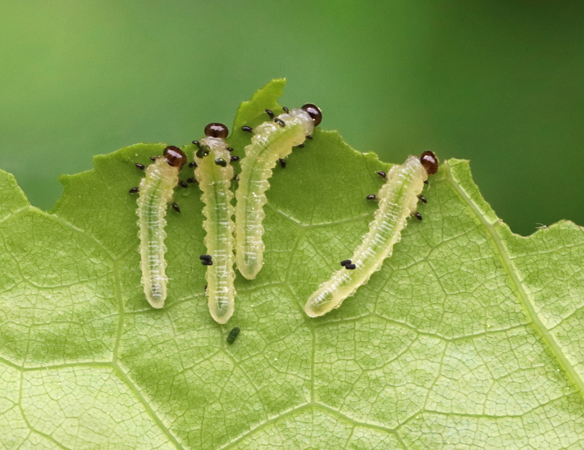 Sawfly Larva - Order Symphyta, Acordulecera sp. Host: Oak (Quercus sp.)<br />
<figure class="photo"><a href="https://www.jungledragon.com/image/128419/sawfly_larva_-_order_symphyta_acordulecera_sp.html" title="Sawfly Larva - Order Symphyta, Acordulecera sp."><img src="https://s3.amazonaws.com/media.jungledragon.com/images/3232/128419_thumb.jpg?AWSAccessKeyId=05GMT0V3GWVNE7GGM1R2&Expires=1759968010&Signature=P7XjVswlrLt7oY59jDfk8XsNQag%3D" width="200" height="152" alt="Sawfly Larva - Order Symphyta, Acordulecera sp. Host: Oak (Quercus sp.)<br />
https://www.jungledragon.com/image/128418/sawfly_larva_-_order_symphyta.html Acordulecera,Geotagged,Spring,Symphyta,United States,larva,sawfly,sawfly larva" /></a></figure> Geotagged,Spring,United States