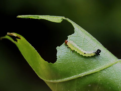 Sawfly Larva - Order Symphyta, Acordulecera sp. Host: Oak (Quercus sp.)
https://www.jungledragon.com/image/128418/sawfly_larva_-_order_symphyta.html Acordulecera,Geotagged,Spring,Symphyta,United States,larva,sawfly,sawfly larva