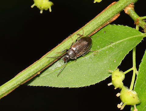 Comb-clawed Beetle - Isomira sp., maybe Isomira quadristriata Habitat: Found on vegetation near the edge of a pond;Mesic forest Coleoptera,Geotagged,Isomira,Spring,Tenebrionidae,United States,beetle,comb-clawed beetle,darkling beetle