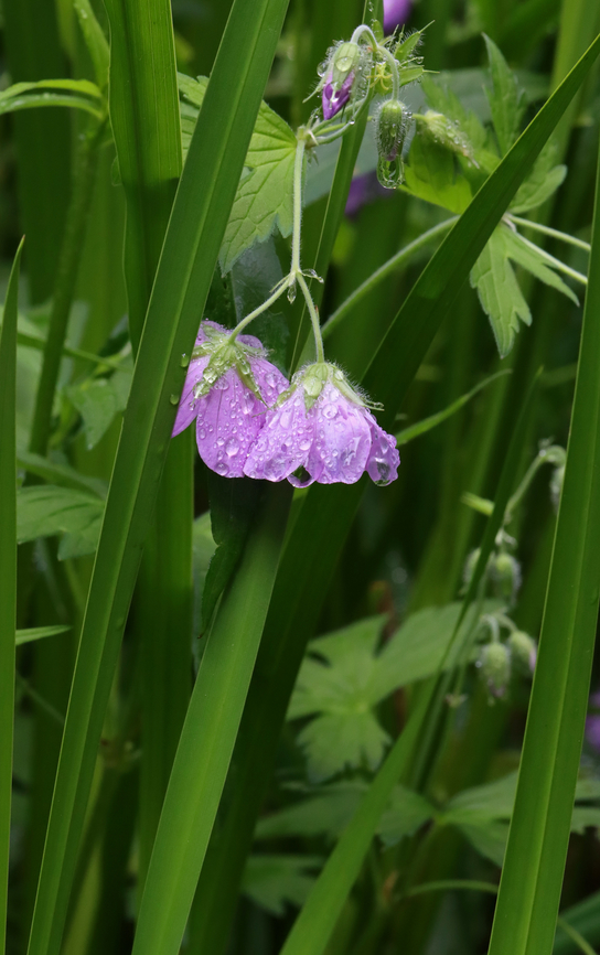 Wild Geranium - Geranium maculatum Habitat: Pond edge; Mesic forest Geotagged,Geranium maculatum,Spring,United States,Wild Geranium,geranium