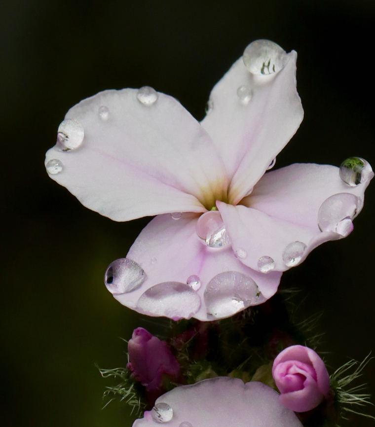 Dame's Rocket - Hesperis matronalis Habitat: Pond edge; deciduous forest<br />
<figure class="photo"><a href="https://www.jungledragon.com/image/128426/dames_rocket_-_hesperis_matronalis.html" title="Dame&#039;s Rocket - Hesperis matronalis"><img src="https://s3.amazonaws.com/media.jungledragon.com/images/3232/128426_thumb.jpg?AWSAccessKeyId=05GMT0V3GWVNE7GGM1R2&Expires=1763596810&Signature=YsMyX6FmocS9xVo02ylHLOgbq2k%3D" width="200" height="160" alt="Dame&#039;s Rocket - Hesperis matronalis Habitat: Pond edge; deciduous forest<br />
https://www.jungledragon.com/image/128425/dames_rocket_-_hesperis_matronalis.html Dame&#039;s Rocket,Geotagged,Hesperis matronalis,Spring,United States" /></a></figure> Dame's Rocket,Geotagged,Hesperis,Hesperis matronalis,Spring,United States,damask violet,dames-wort,dame’s gilliflower,dame’s violet,mother-of-the-evening,night-scented gilliflower,queen’s gilliflower,rogue’s gilliflower,summer lilac,sweet rocket,winter gilliflower