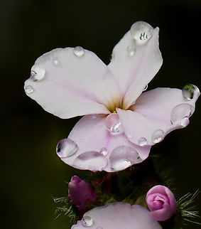 Dame's Rocket - Hesperis matronalis Habitat: Pond edge; deciduous forest
https://www.jungledragon.com/image/128426/dames_rocket_-_hesperis_matronalis.html Dame's Rocket,Geotagged,Hesperis,Hesperis matronalis,Spring,United States,damask violet,dames-wort,dame’s gilliflower,dame’s violet,mother-of-the-evening,night-scented gilliflower,queen’s gilliflower,rogue’s gilliflower,summer lilac,sweet rocket,winter gilliflower