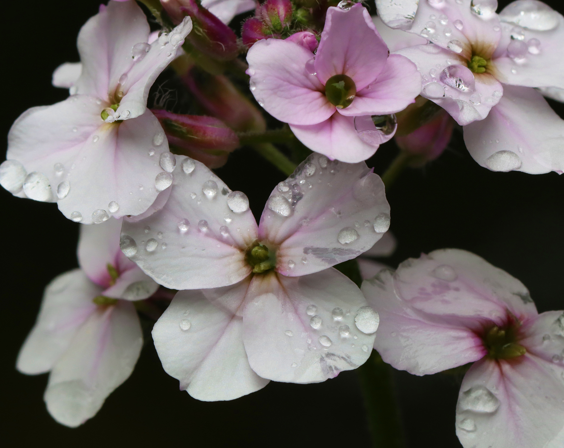 Dame's Rocket - Hesperis matronalis Habitat: Pond edge; deciduous forest<br />
<figure class="photo"><a href="https://www.jungledragon.com/image/128425/dames_rocket_-_hesperis_matronalis.html" title="Dame&#039;s Rocket - Hesperis matronalis"><img src="https://s3.amazonaws.com/media.jungledragon.com/images/3232/128425_thumb.jpg?AWSAccessKeyId=05GMT0V3GWVNE7GGM1R2&Expires=1759968010&Signature=9jGO%2FKYpRE6C2nblMWx4gLRyr1g%3D" width="134" height="152" alt="Dame&#039;s Rocket - Hesperis matronalis Habitat: Pond edge; deciduous forest<br />
https://www.jungledragon.com/image/128426/dames_rocket_-_hesperis_matronalis.html Dame&#039;s Rocket,Geotagged,Hesperis,Hesperis matronalis,Spring,United States,damask violet,dames-wort,dame&rsquo;s gilliflower,dame&rsquo;s violet,mother-of-the-evening,night-scented gilliflower,queen&rsquo;s gilliflower,rogue&rsquo;s gilliflower,summer lilac,sweet rocket,winter gilliflower" /></a></figure> Dame's Rocket,Geotagged,Hesperis matronalis,Spring,United States