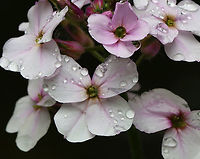 Dame's Rocket - Hesperis matronalis Habitat: Pond edge; deciduous forest<br />
https://www.jungledragon.com/image/128425/dames_rocket_-_hesperis_matronalis.html Dame's Rocket,Geotagged,Hesperis matronalis,Spring,United States